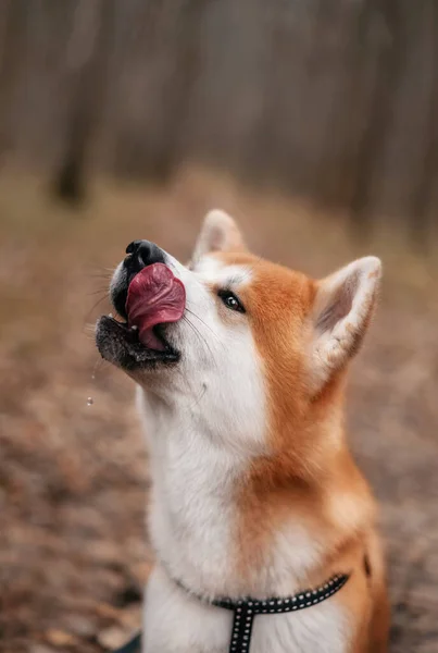 狗Akita Inu舔舔 秋天公园里一只宠物的照片 — 图库照片