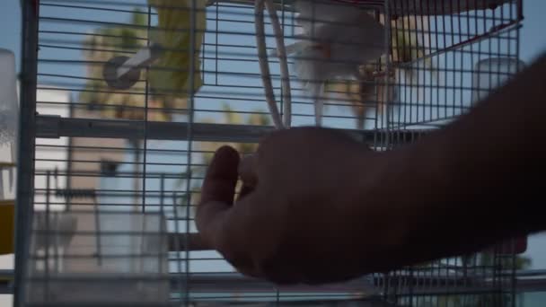 Oiseau Dans Cage Sur Des Balcons Mersin Sur Plage — Video