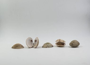 Deniz kabukları, farklı şekiller, beyaz arka planda izole edilmiş.