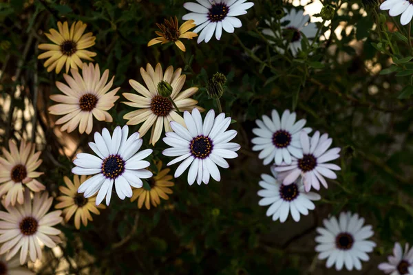 Spring Flowers Daisies House Garden Springtime — Stock Photo, Image