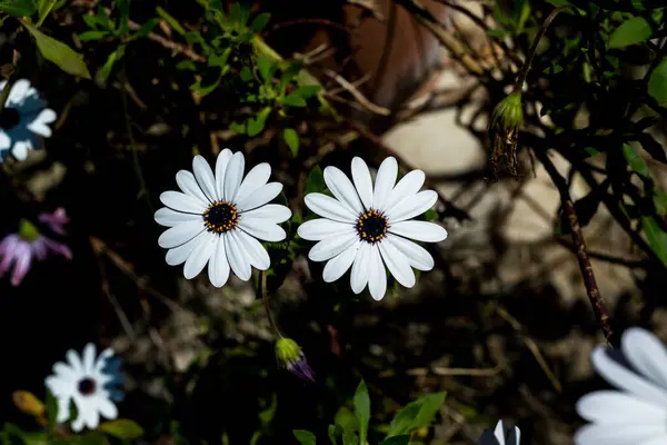 ดอกไม ใบไม ดอกเดซ สวนบ ใบไม — ภาพถ่ายสต็อก