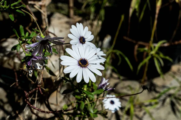 Spring Flowers Daisies House Garden Springtime — Stock Photo, Image