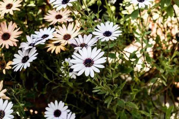 Spring Flowers Daisies House Garden Springtime — Stock Photo, Image