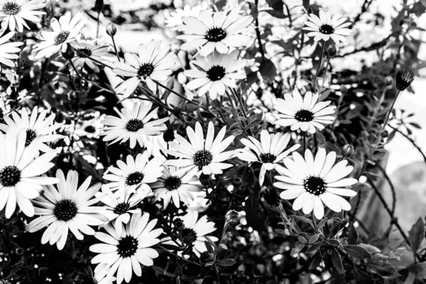 Spring Flowers Daisies House Garden Springtime — Stock Photo, Image