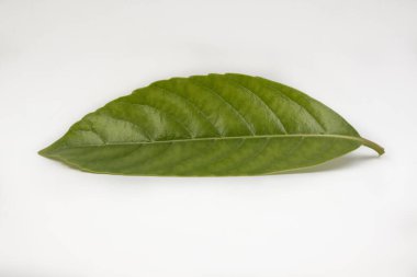 Beyaz arkaplanda yeşil yaprak izole