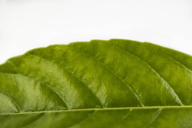 Beyaz arkaplanda yeşil yaprak izole