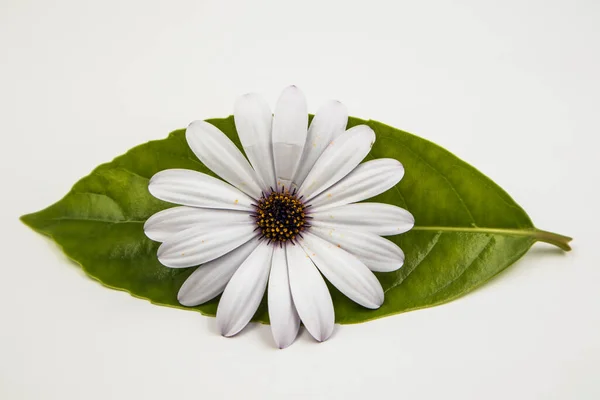 Λευκή Μαργαρίτα Πράσινο Φύλλο Που Απομονώνεται Λευκό Φόντο — Φωτογραφία Αρχείου