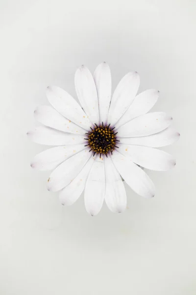 白色的雏菊 背景为白色 — 图库照片