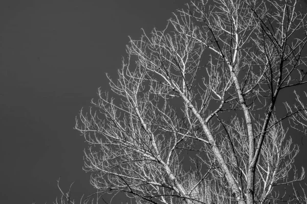 Ağaçlar Mavi Gökyüzü Doğal Manzara Manzara Gerçekçi Fotoğrafçılık — Stok fotoğraf