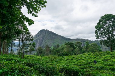 Kayalık dağların altındaki çay tarlalarının manzarası Küçük Adam Tepesi, Ella, Sri Lanka
