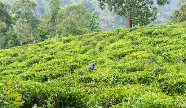 Man werkzaam op groene thee plantages veld in het berggebied van Sri Lanka — Stockfoto