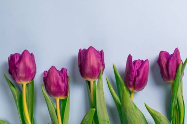 Beatuiful fresh purple tulips bouquet on blue background. Overhead flat lay with copy space for your text