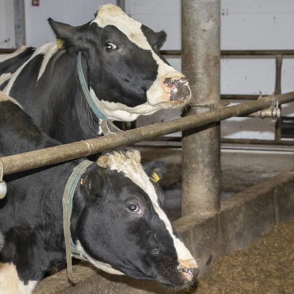 Lose Haltung von Rindern. Kuhstall. Nicht angebundene Rinder. — Stockfoto