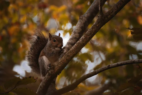 Vörös ír mókus egy fán — Stock Fotó