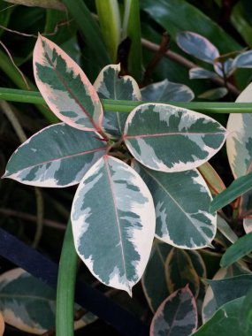 Philodendron yapraklı bitkilerin yeşil ve beyaz yaprakları