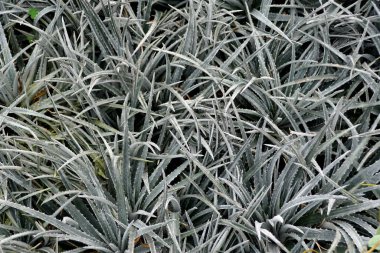 Soluk yeşil Dyckia 'Nickel Silver' bitkileri