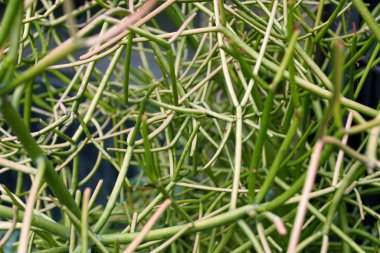 Agave ailesinden Yucca bitkisinin küçük dalları.