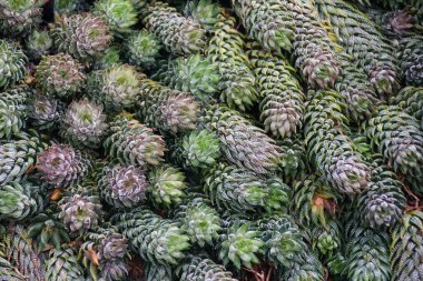 Güney Afrika 'dan Haworthia Coarctata' nın güzel bitkisi