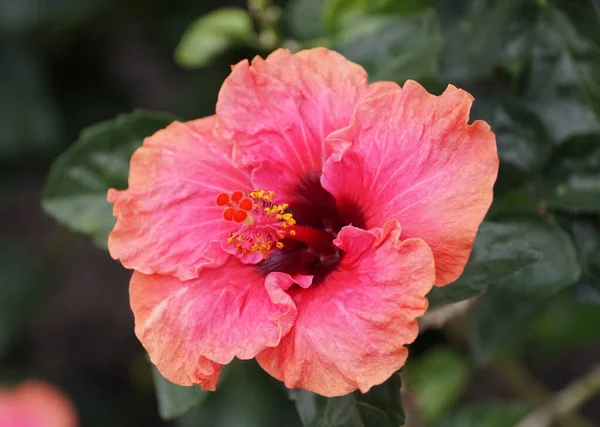 Beautiful pink color of Chinese hibiscus \'Erin Rachael\'