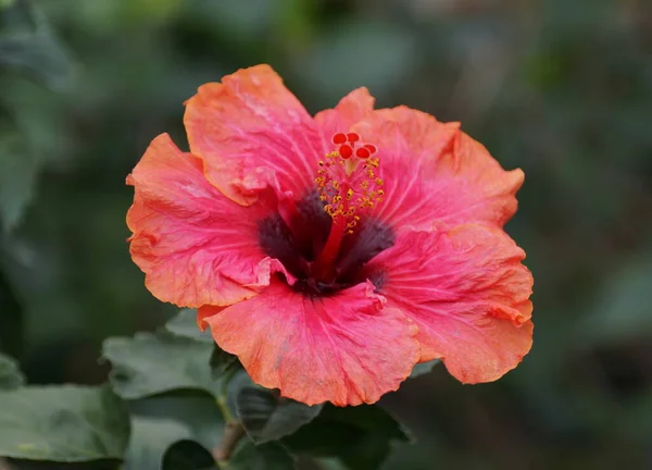Beautiful pink color of Chinese hibiscus \'Erin Rachael\'