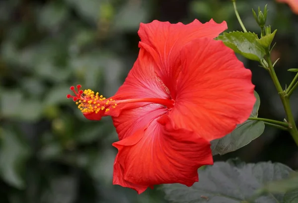 Beautiful red color of Chinese hibiscus flower