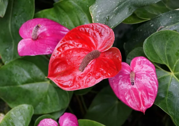 Červené a fialové anturiové květy — Stock fotografie