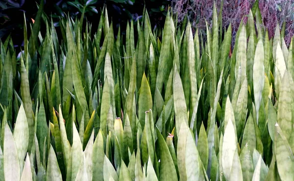 Spiked leaves of Snake plant \'Silver Queen\'