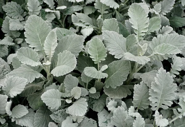 Světle zelené rostliny Dusty-Miller 'Cirrus' — Stock fotografie