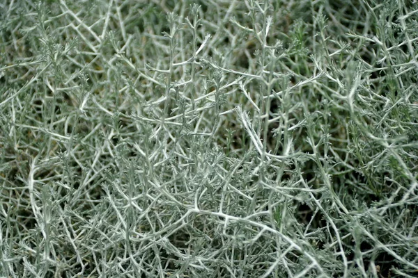 Pale green color of Cushion-Bush plant