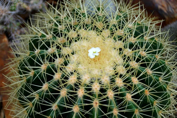 Un gran cactus de bola dorada —  Fotos de Stock