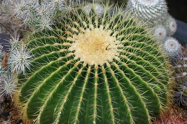 Un gran cactus de bola dorada — Foto de Stock