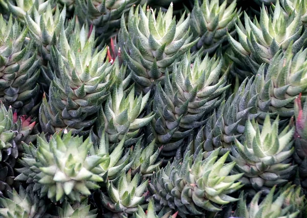 Beautiful plant of Haworthia Coarctata from South Africa — 스톡 사진