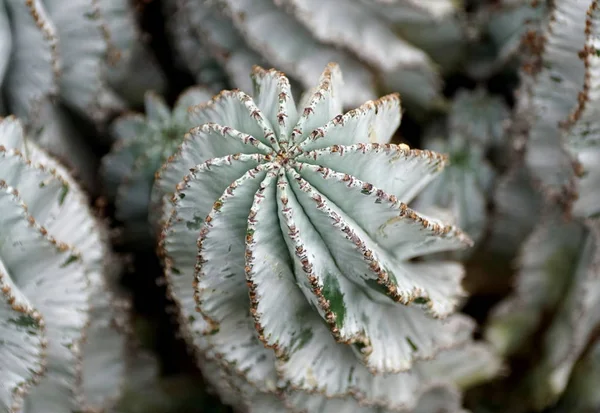 スプルージの淡い緑色「雪の結晶」植物 — ストック写真