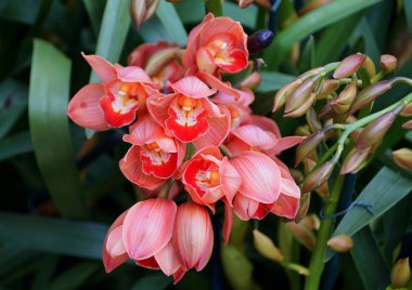 Cymbidium orkidelerinin güzel şeftali rengi