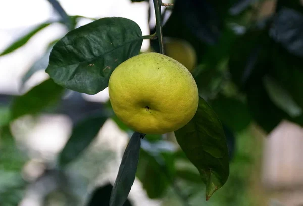 Deux agrumes de pamplemousse hybrides 'Oroblanco' sur l'arbre — Photo