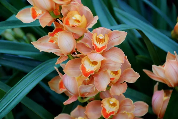 Cor de pêssego bonita de orquídeas híbridas Cymbidium — Fotografia de Stock