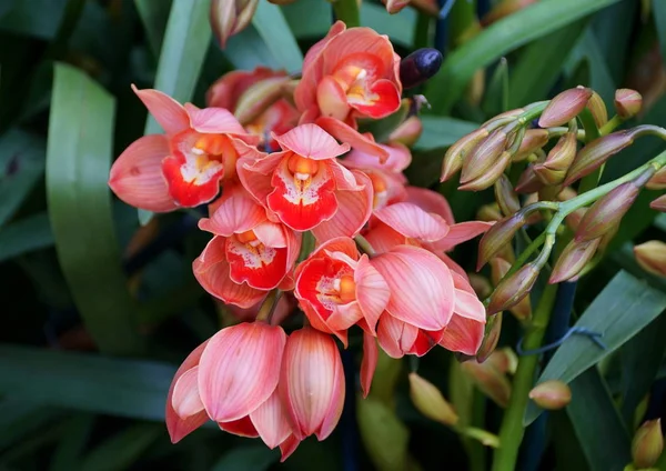 Krásná broskvová barva cymbidium hybridní orchideje — Stock fotografie