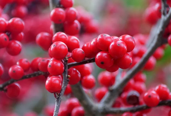 Red Winterberry Holly "Maryland Ομορφιά" — Φωτογραφία Αρχείου