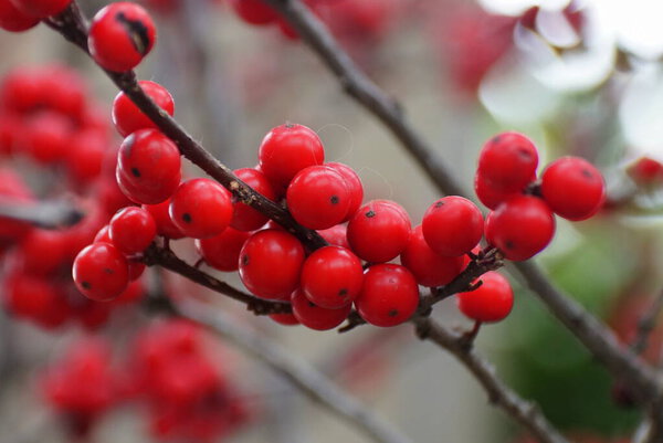 Red Winterberry Holly 'Maryland Beauty'