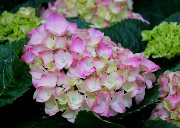 Růžové a bílé velké listy hortenzie — Stock fotografie