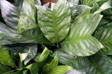 Meksika 'dan tropik bir palmiye ailesi olan Chamaedorea Palm' ın koyu yeşil rengi.