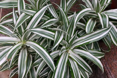 Karışık beyaz ve yeşil renkli Dracaena Beyaz Kuş, tropikal bir bitki.