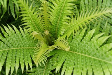 Tropikal bir bitki olan Fern Silver Lady 'nin büyüleyici yaprakları.