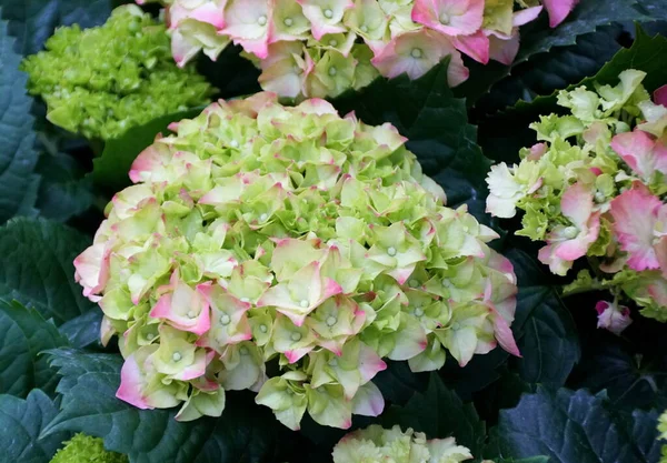 Vacker rosa och vit storbladig hortensia, en perenn växt — Stockfoto