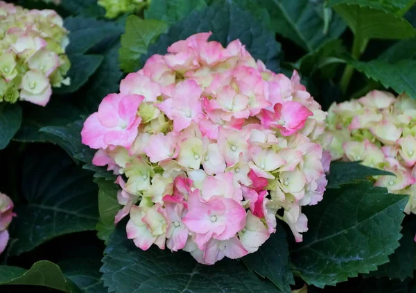 Linda hortênsia rosa e branca de folhas grandes, uma planta perene — Fotografia de Stock