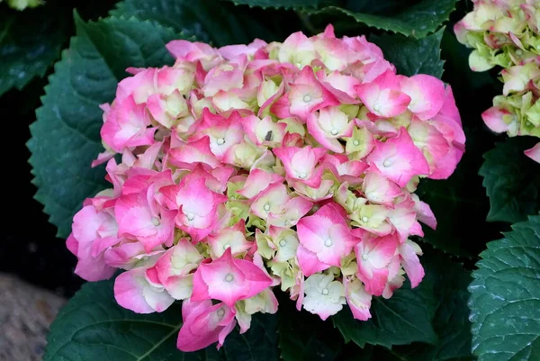 Belle hortensia rose et blanche à grandes feuilles, une plante vivace — Photo