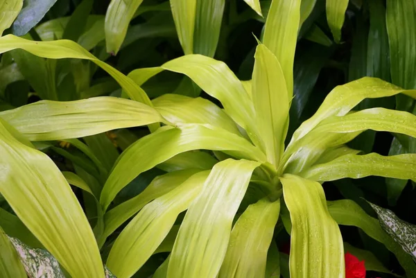 Prachtige kleur gebladerte en bladeren van Dracaena Limelight, een tropische plant — Stockfoto