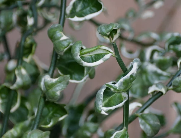 Green and white leaves of Slipper Spurge \'Jade Slipper\' plant