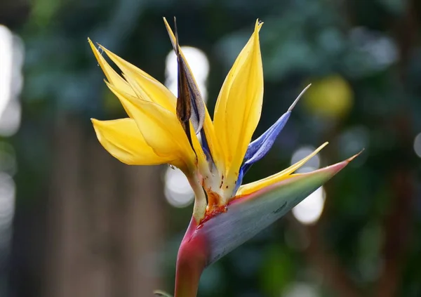 Bela flor amarela e azul da planta tropical 'Birds of Paradise' — Fotografia de Stock