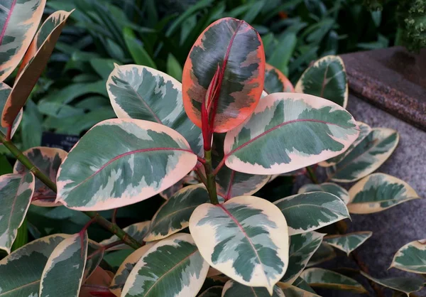 Mehrfarbiges weißes, grünes und rotes Laub der Gummipflanze Rubin — Stockfoto